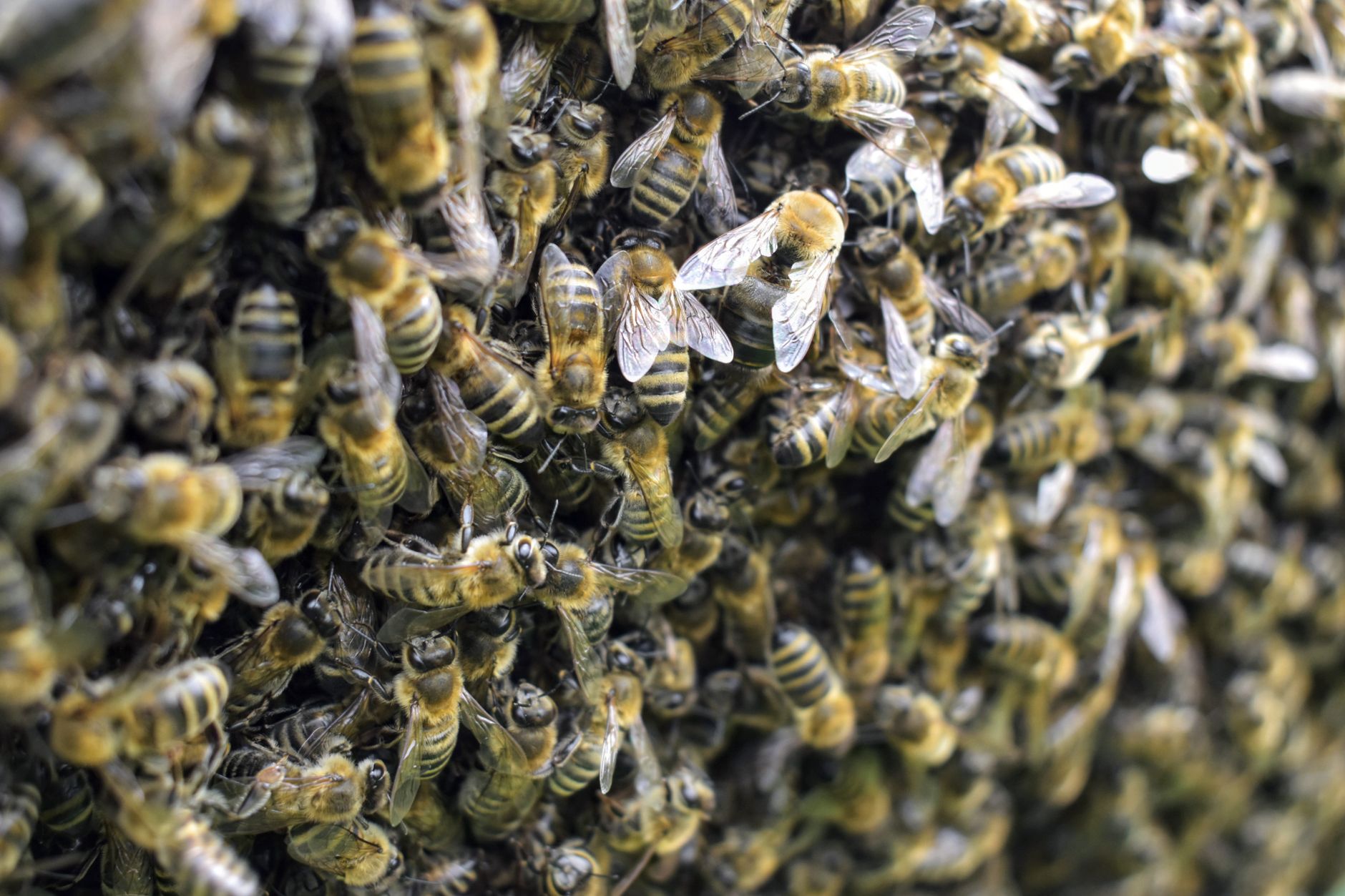 swarm of bees